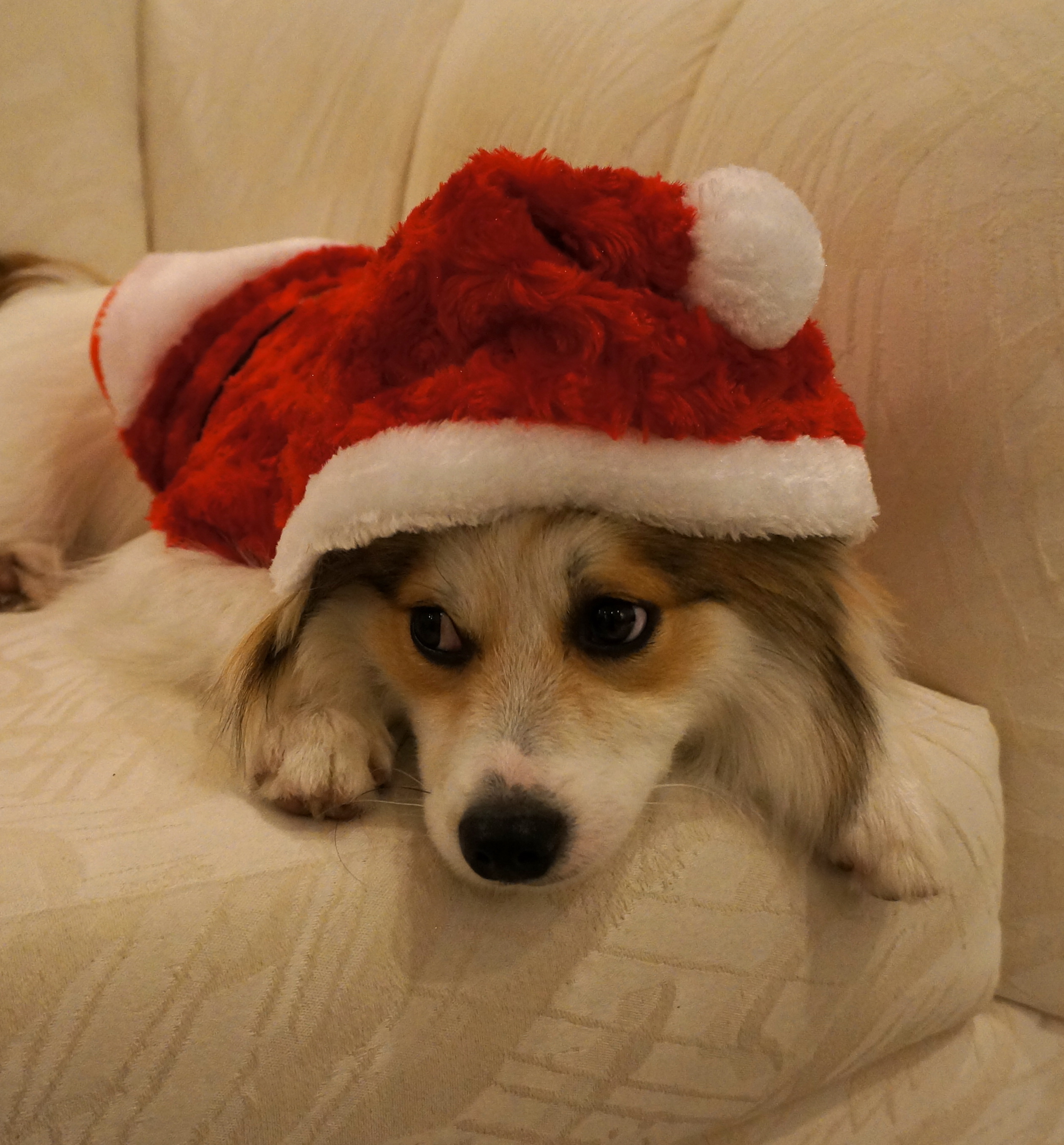 Christmas-Santa-Puppy